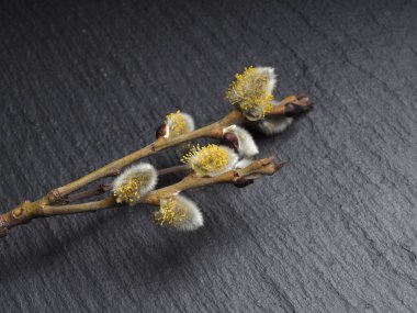 Willow 'un çiçek açtığı bahar söğüt dalları Palm Sunday bayramı için siyah arka planda.