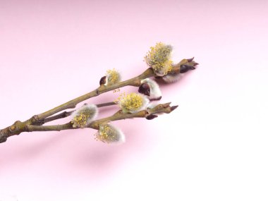 Willow 'un çiçek açtığı bahar söğüt dalları Palm Sunday bayramı için pembe bir arka planda.