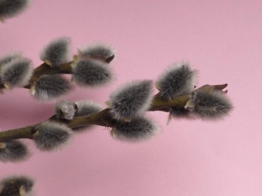 Willow 'un çiçek açtığı bahar söğüt dalları Palm Sunday bayramı için pembe bir arka planda.
