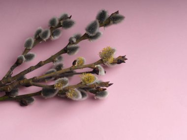 Willow 'un çiçek açtığı bahar söğüt dalları Palm Sunday bayramı için pembe bir arka planda.