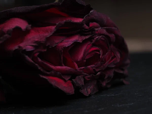 Fleur Rose Rouge Fanée Avec Des Pétales Sur Fond Noir — Photo
