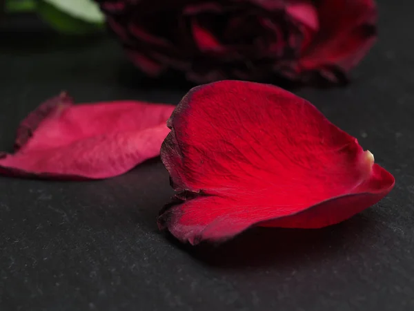 Faded Red Rose Flower Petals Black Background — Stock Photo, Image