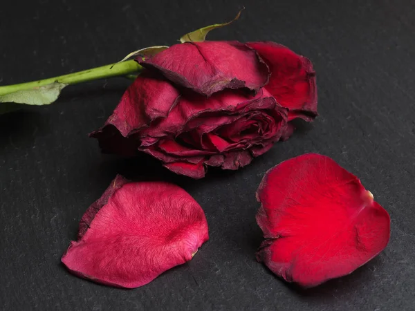 Faded Red Rose Flower Petals Black Background — Stock Photo, Image