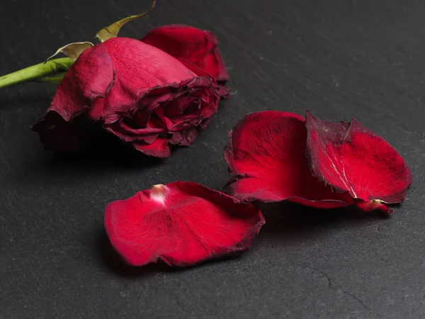 Faded Red Rose Flower Petals Black Background — Stock Photo, Image