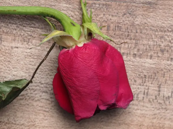 Faded Red Rose Flower Petals Black Background — Stock Photo, Image