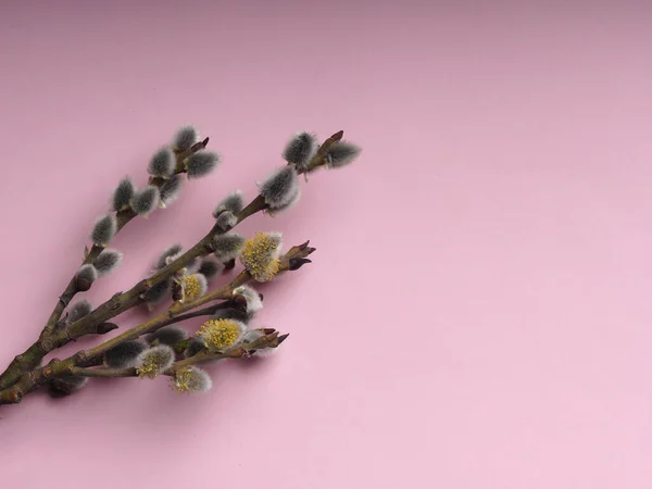 Spring willow branches with Willow blossom for the holiday of Palm Sunday on a pink background