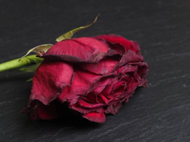 Siyah arka planda yaprakları olan solmuş kırmızı gül çiçeği.