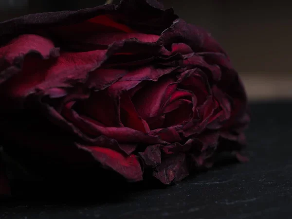 Fleur Rose Rouge Fanée Avec Des Pétales Sur Fond Noir — Photo