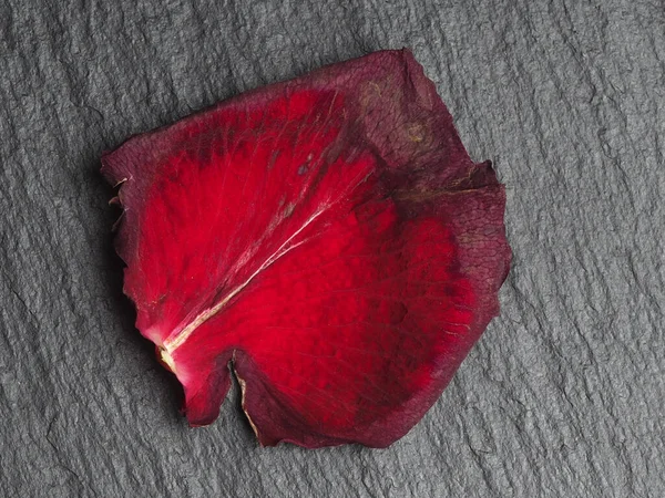 Ξεθωριασμένα Κόκκινα Ροδοπέταλα Μαύρο Φόντο — Φωτογραφία Αρχείου