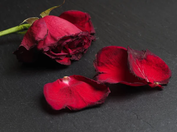 Выцветший Красный Цветок Розы Лепестками Черном Фоне — стоковое фото