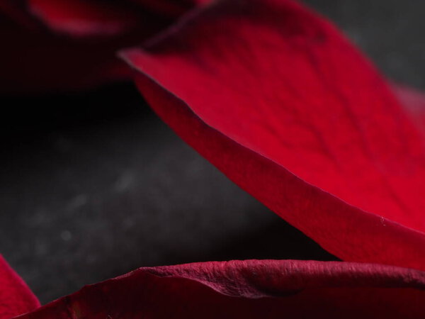 Faded red rose petals on black background