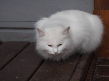 Beyaz uzun saçlı kedinin portresi