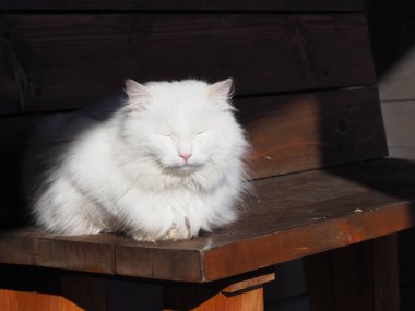 Beyaz uzun saçlı kedinin portresi