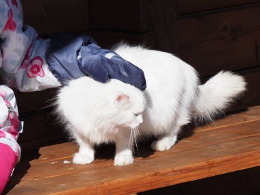 Beyaz uzun saçlı kedinin portresi