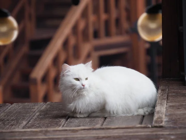 Porträtt Vit Långhårig Katt — Stockfoto