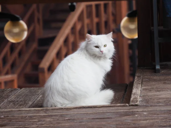 Porträtt Vit Långhårig Katt — Stockfoto