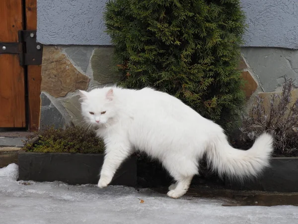 Portrait Chat Blanc Poils Longs — Photo