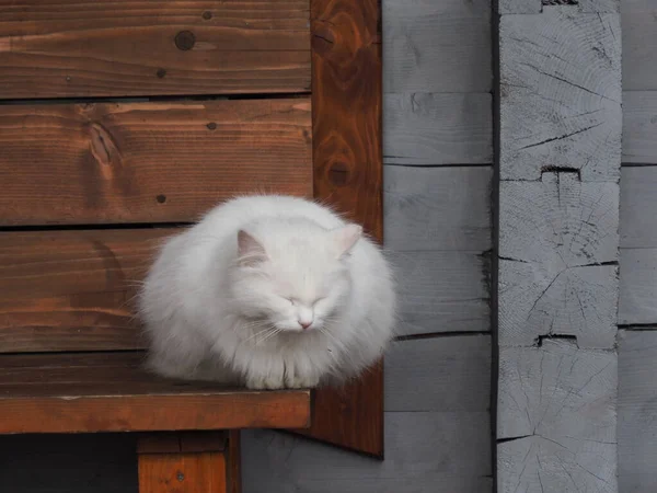 Portrét Bílé Dlouhosrsté Kočky — Stock fotografie