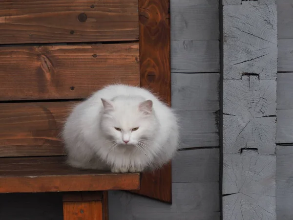 Porträt Einer Weißen Langhaarigen Katze — Stockfoto