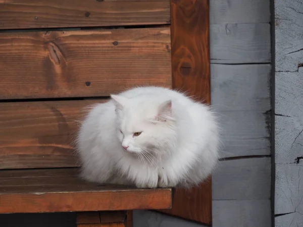 白髪の猫の肖像画 — ストック写真