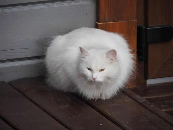 Портрет Білої Довгошерстої Кішки — стокове фото