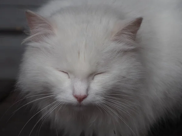 Portrét Bílé Dlouhosrsté Kočky — Stock fotografie