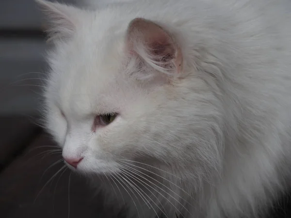 Retrato Gato Pelo Largo Blanco —  Fotos de Stock