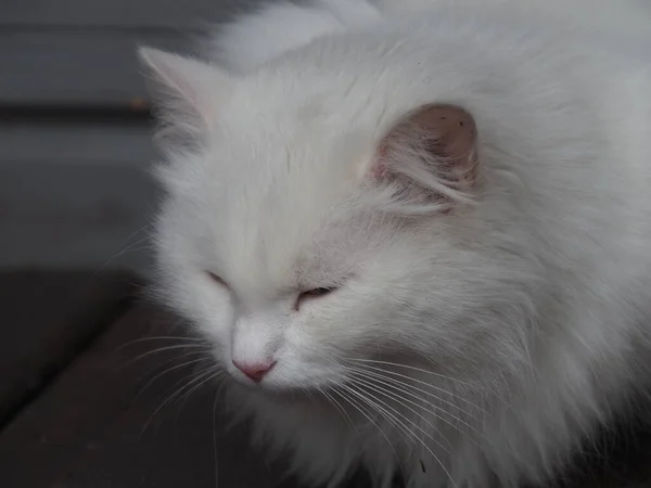 흰머리 고양이의 — 스톡 사진