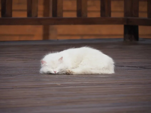 Retrato Gato Branco Cabelos Compridos — Fotografia de Stock