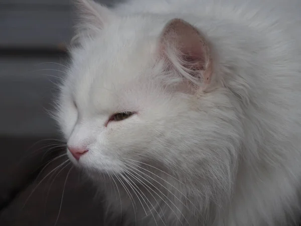 Porträtt Vit Långhårig Katt — Stockfoto