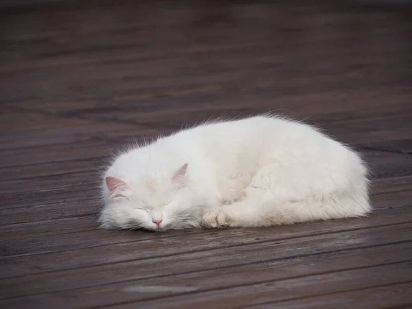 Portret Van Witte Langharige Kat — Stockfoto