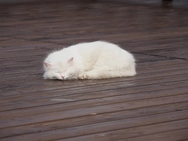 Portret Van Witte Langharige Kat — Stockfoto