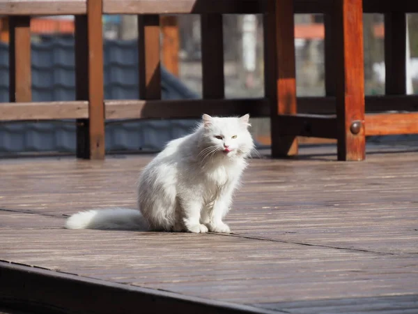 Porträt Einer Weißen Langhaarigen Katze — Stockfoto