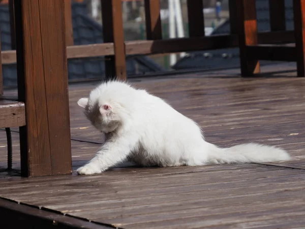 Porträt Einer Weißen Langhaarigen Katze — Stockfoto