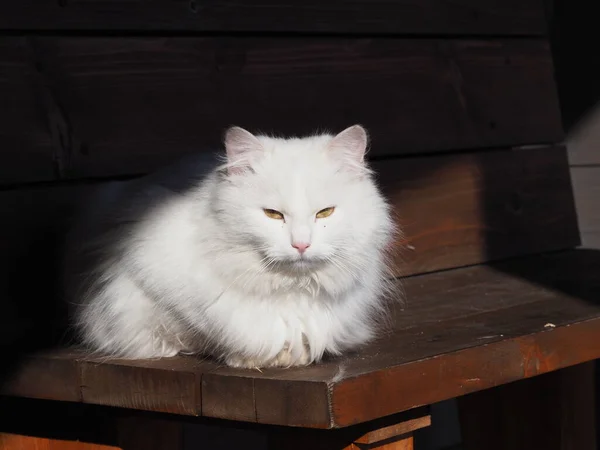 Porträtt Vit Långhårig Katt — Stockfoto