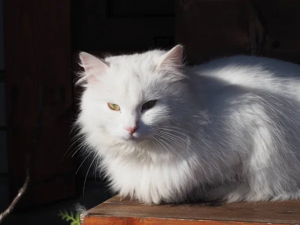 Портрет Седой Длинноволосой Кошки — стоковое фото
