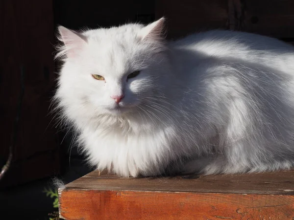 Retrato Gato Branco Cabelos Compridos — Fotografia de Stock