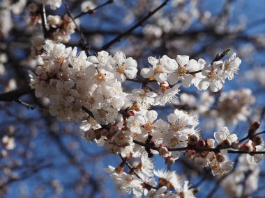 Mavi arka planda çiçek açan kayısılar