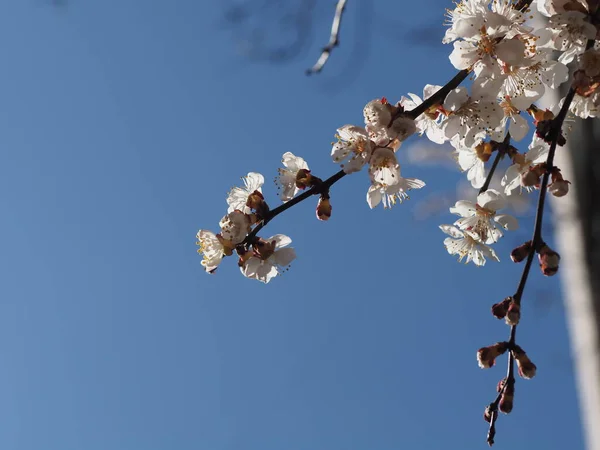 Abricots Fleurs Sur Fond Bleu Ciel — Photo