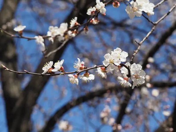 青空に咲くアプリコット背景 — ストック写真