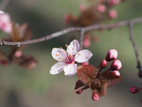 背景に桜が咲いている — ストック写真
