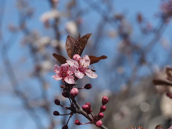 Kirschblüten Auf Blauem Himmel Hintergrund — Stockfoto