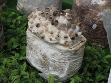 Shiitake mantarı. Çiftlikte yetişmesi için miselyum mantar. Pazar tezgahında küçük mantarlar.
