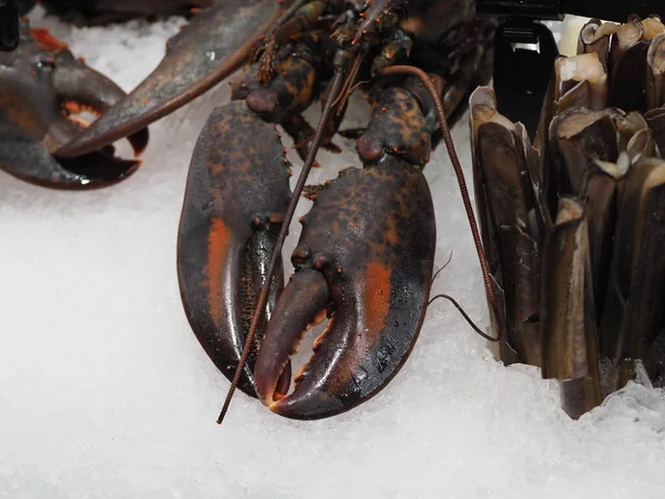 Homard Réfrigéré Avec Grandes Griffes Gros Plan Sur Vitrine — Photo