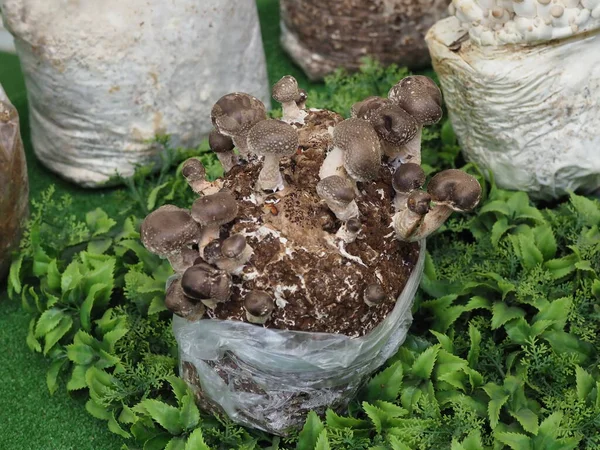 Shiitake Pilz Myzel Von Speisepilzen Für Den Anbau Auf Einem — Stockfoto