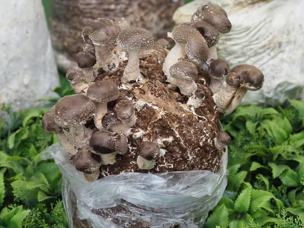 Shiitake Pilz Myzel Von Speisepilzen Für Den Anbau Auf Einem — Stockfoto