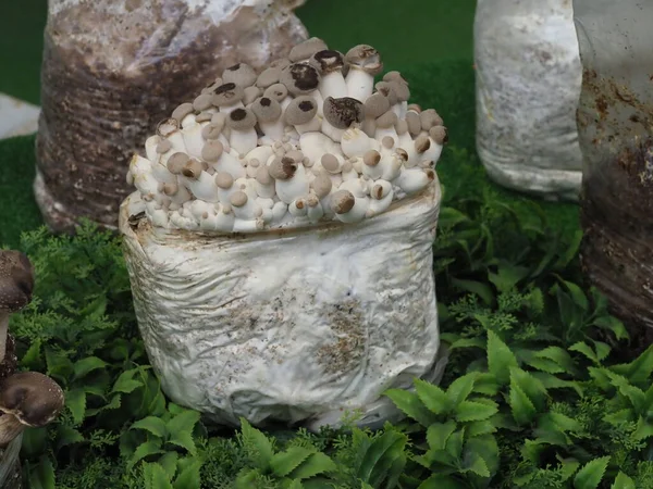 Shiitake mantarı. Çiftlikte yetişmesi için miselyum mantar. Pazar tezgahında küçük mantarlar.