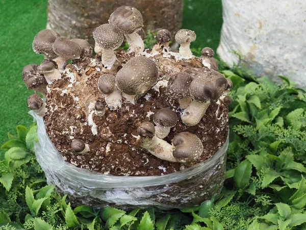 Shiitake mantarı. Çiftlikte yetişmesi için miselyum mantar. Pazar tezgahında küçük mantarlar.
