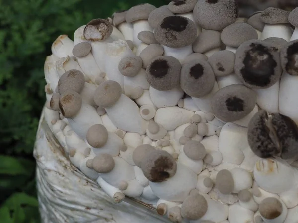 Shiitake mantarı. Çiftlikte yetişmesi için miselyum mantar. Pazar tezgahında küçük mantarlar.