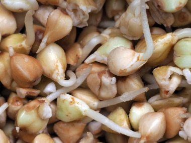 Çok kullanışlı yeşil karabuğday filizleri. Sağlıklı yeme kavramı